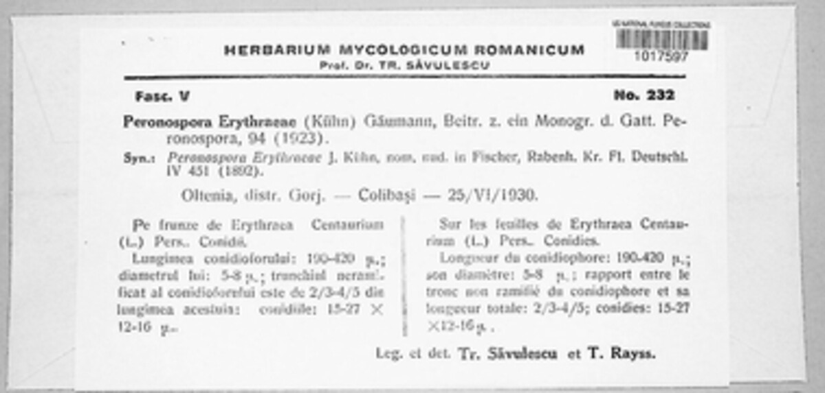 Peronospora erythraeae image